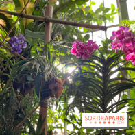 Orchidées - jardin des plantes