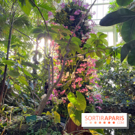 Orchidées - jardin des plantes