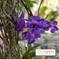 Orchidées - jardin des plantes