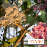 Orchidées - jardin des plantes