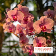Orchidées - jardin des plantes