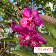 Orchidées - jardin des plantes