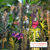 Orchidées - jardin des plantes