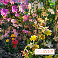 Orchidées - jardin des plantes