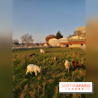 Fermes de Gally - Saint Denis - B4621AE0 CDC7 40BD 9ECE 46A2CB5176D9