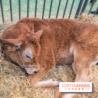 Salon de l'agriculture 2023