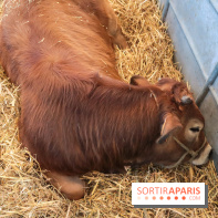 Salon de l'agriculture 2023