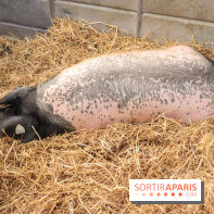 Salon de l'agriculture 2023 - 20230227160033 IMG 3932