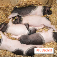Salon de l'agriculture 2023