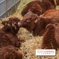 Salon de l'agriculture 2023