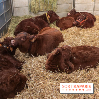 Salon de l'agriculture 2023