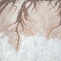 Trouble, l'exposition intriguante au Patronage Laïque Jules Vallès ! - VOGEL Franck video tree of life