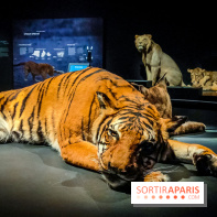 Félins, l'exposition qui nous fait craquer au Muséum national d'Histoire naturelle - photos - IMG20230321102113