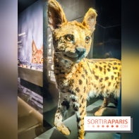 Félins, l'exposition qui nous fait craquer au Muséum national d'Histoire naturelle - photos - IMG20230321100758