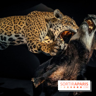 Félins, l'exposition qui nous fait craquer au Muséum national d'Histoire naturelle - photos - IMG20230321101115