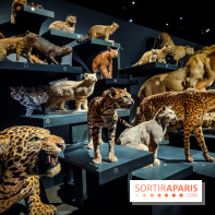 Félins, l'exposition qui nous fait craquer au Muséum national d'Histoire naturelle - photos - IMG20230321102209