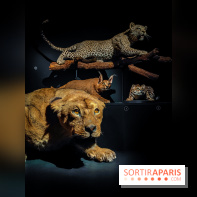 Félins, l'exposition qui nous fait craquer au Muséum national d'Histoire naturelle - photos - IMG20230321100516