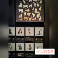 Félins, l'exposition qui nous fait craquer au Muséum national d'Histoire naturelle - photos - IMG20230321105055