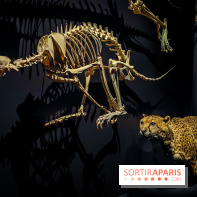 Félins, l'exposition qui nous fait craquer au Muséum national d'Histoire naturelle - photos - IMG20230321102049