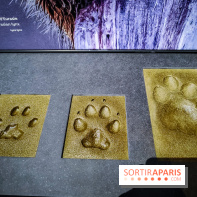 Félins, l'exposition qui nous fait craquer au Muséum national d'Histoire naturelle - photos - IMG20230321101550