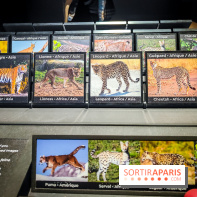 Félins, l'exposition qui nous fait craquer au Muséum national d'Histoire naturelle - photos - IMG20230321100207
