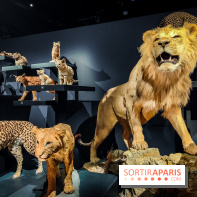 Félins, l'exposition qui nous fait craquer au Muséum national d'Histoire naturelle - photos - IMG20230321102227