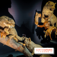 Félins, l'exposition qui nous fait craquer au Muséum national d'Histoire naturelle - photos