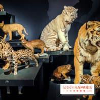 Félins, l'exposition qui nous fait craquer au Muséum national d'Histoire naturelle - photos - IMG20230321102405