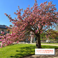 Cerisier - Jardin des Serres d'Auteuil - IMG 1493