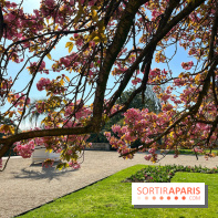 Cerisier - Jardin des Serres d'Auteuil - IMG 1497