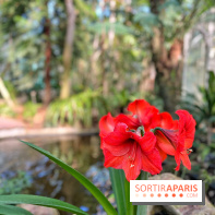 Le Jardin des Serres d'Auteuil - IMG 1539