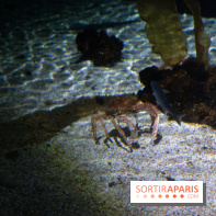 Aquarium Sea Life - IMG 8388