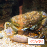 Aquarium Sea Life - IMG 8394