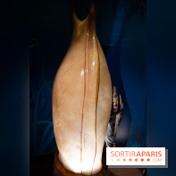 Aquarium Sea Life - IMG 8381