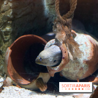 Aquarium Sea Life - IMG 8378