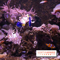 Aquarium Sea Life - IMG 8353