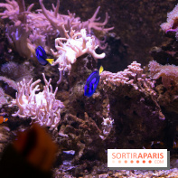 Aquarium Sea Life - IMG 8354