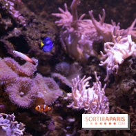 Aquarium Sea Life - IMG 8355