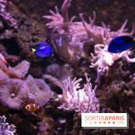 Aquarium Sea Life - IMG 8356