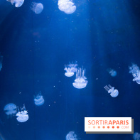 Aquarium Sea Life - IMG 8358