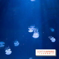 Aquarium Sea Life - IMG 8359