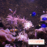 Aquarium Sea Life - IMG 8350