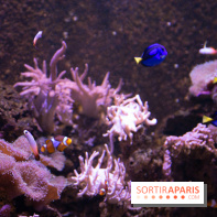 Aquarium Sea Life - IMG 8351