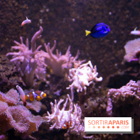 Aquarium Sea Life - IMG 8352