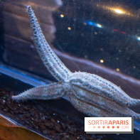 Aquarium Sea Life - IMG 8340