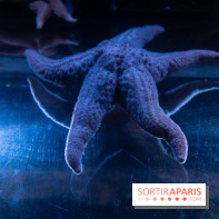 Aquarium Sea Life - IMG 8333