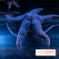 Aquarium Sea Life - IMG 8334