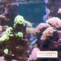 Aquarium Sea Life - IMG 8328