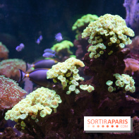 Aquarium Sea Life
