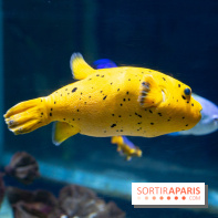 Aquarium Sea Life - IMG 8299